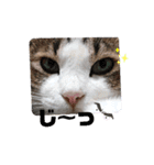 あにぃのキモチ（個別スタンプ：7）