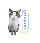 あにぃのキモチ（個別スタンプ：9）