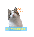あにぃのキモチ（個別スタンプ：10）