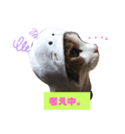 あにぃのキモチ（個別スタンプ：11）