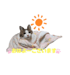 あにぃのキモチ（個別スタンプ：12）