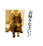 保護猫ルナの日常#1（個別スタンプ：6）