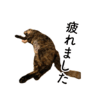 保護猫ルナの日常#1（個別スタンプ：9）