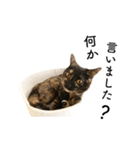 保護猫ルナの日常#1（個別スタンプ：12）