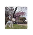 しろシュナ様の旅（個別スタンプ：6）