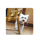 しろシュナ様の旅（個別スタンプ：21）