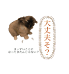 アネラだよ！全員集合！！！（個別スタンプ：11）