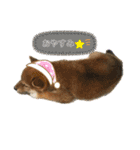 いろはちゃんちゃんちき（個別スタンプ：10）