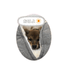 いろはちゃんちゃんちき（個別スタンプ：11）