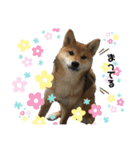 いろはちゃんちゃんちき（個別スタンプ：13）