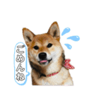 いろはちゃんちゃんちき（個別スタンプ：14）