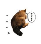 いろはちゃんちゃんちき（個別スタンプ：16）