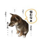 いろはちゃんちゃんちき（個別スタンプ：20）