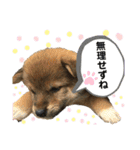 いろはちゃんちゃんちき（個別スタンプ：23）