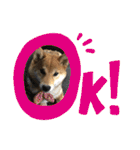 いろはちゃんちゃんちき（個別スタンプ：25）