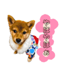 いろはちゃんちゃんちき（個別スタンプ：32）