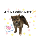 いろはちゃんちゃんちき（個別スタンプ：38）