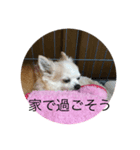 愛犬のアキと文字スタンプ1（個別スタンプ：2）