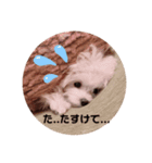 たまぽてのキモチ（個別スタンプ：2）