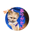 ひめちゃんスタンプ❣️（個別スタンプ：8）
