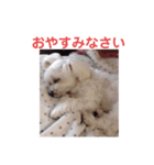 シロわんこ＆ねこ（個別スタンプ：3）