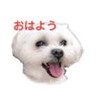 シロわんこ＆ねこ（個別スタンプ：4）