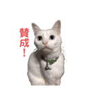 シロわんこ＆ねこ（個別スタンプ：7）