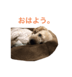 うちのぺっちゃん（個別スタンプ：3）