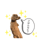 komugi スタンプ（個別スタンプ：4）