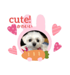 マルチーズチワワ3（個別スタンプ：1）