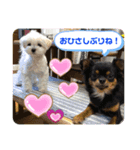 マルチーズチワワ3（個別スタンプ：3）