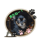 マルチーズチワワ3（個別スタンプ：4）