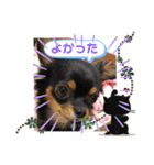 マルチーズチワワ3（個別スタンプ：8）