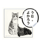 もの言う猫たち - 山田猫 vol. 11（個別スタンプ：6）