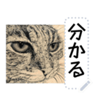 もの言う猫たち - 山田猫 vol. 11（個別スタンプ：14）