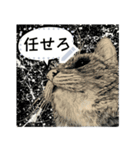 もの言う猫たち - 山田猫 vol. 11（個別スタンプ：22）