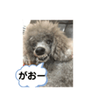 まろん何時も元気です宜しく（個別スタンプ：1）