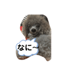 まろん何時も元気です宜しく（個別スタンプ：2）