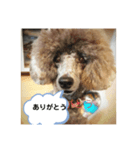 まろん何時も元気です宜しく（個別スタンプ：4）
