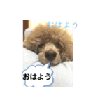 まろん何時も元気です宜しく（個別スタンプ：5）