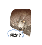 まろん何時も元気です宜しく（個別スタンプ：6）