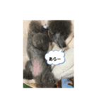まろん何時も元気です宜しく（個別スタンプ：7）