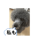 まろん何時も元気です宜しく（個別スタンプ：8）
