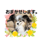 パピヨン犬のティアラさん 。1（個別スタンプ：1）