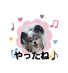 パピヨン犬のティアラさん 。1（個別スタンプ：5）