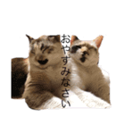 sera_sera（個別スタンプ：1）