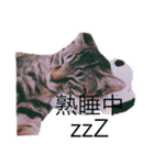 sera_sera（個別スタンプ：3）