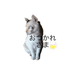 sera_sera（個別スタンプ：5）