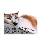 sera_sera（個別スタンプ：6）