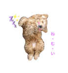 トイプードルのかわいこちゃん（個別スタンプ：3）